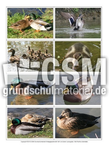 Popup-Buch-blanko-Fotos-zum-Einkleben-Stockente.pdf